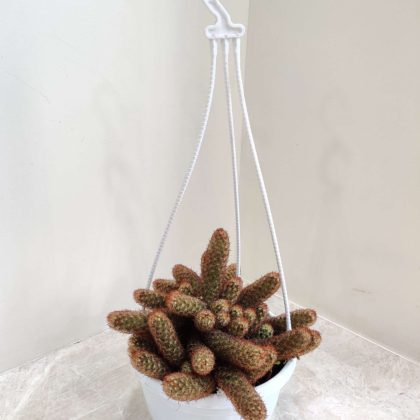 Mammillaria Elongata Cactus Hanging 17 cm pot