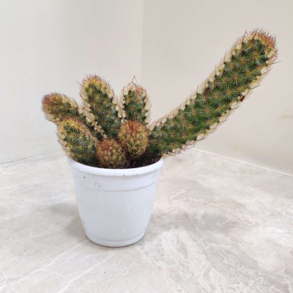 Mammillaria Elongata 'Copper King' 7 cm pot