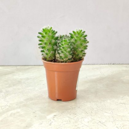 Mammillaria Elongata Copper King Cactus Plant 5.5 cm pot