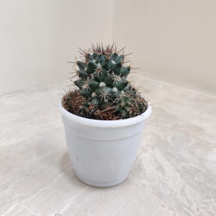 Mammillaria Karwinskiana 'Royal Cross' 7 cm pot