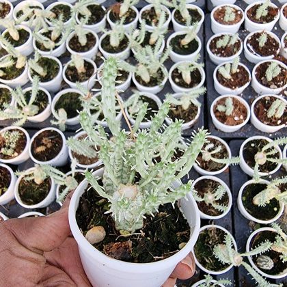Mammillaria Variegata 7 cm pot