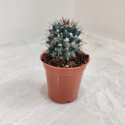 Mammillaria Voburnensis 5.5 cm pot