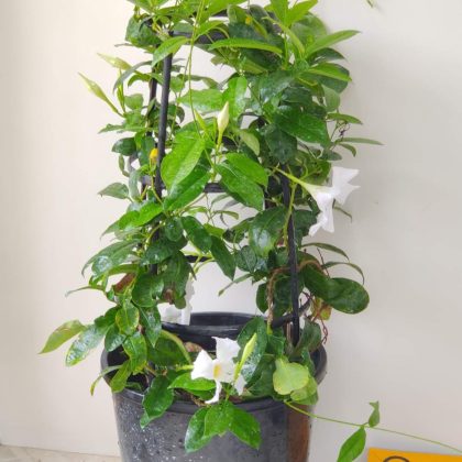 Mandevilla White Climbing Flower Plant Plastic Pot