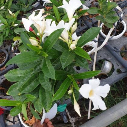 Mandevilla (White) big pot