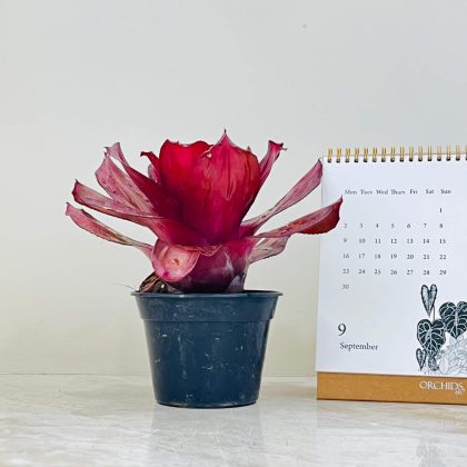 Neoregelia 'Lambert's Pride' a Plastic Pot 18 cm