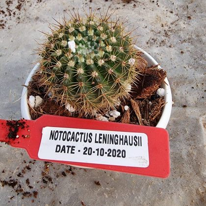 Notocactus Leninghausii 7 cm Pot