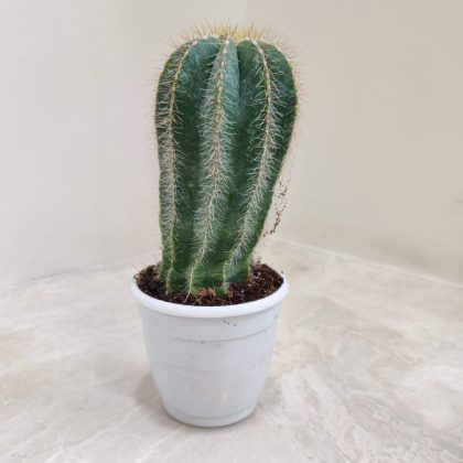 Notocactus Magnificus 7 cm pot