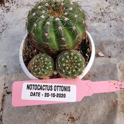 Notocactus Ottonis 7.5 cm Pot
