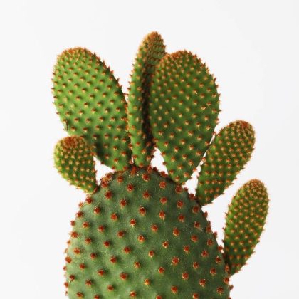 Opuntia Microdasys 'Red' 7 cm pot