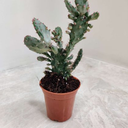 Opuntia Monacantha 'Variegata' 5.5 cm pot