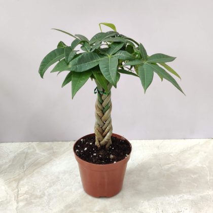 Pachira Macrocarpa 'Money Tree Bonsai