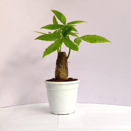 Pachira Money Plant Tree 10 cm pot