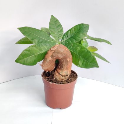 Pachira Money Plant Tree 12 cm pot .