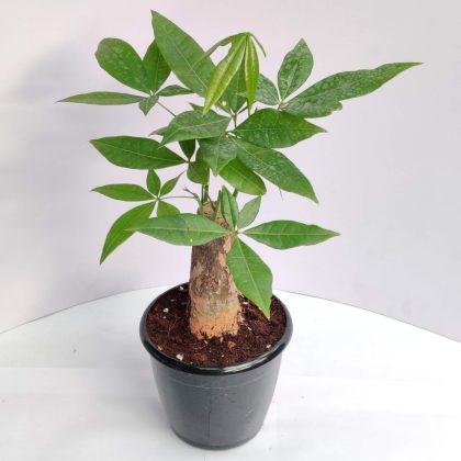 Pachira Money Plant Tree 12 cm pot