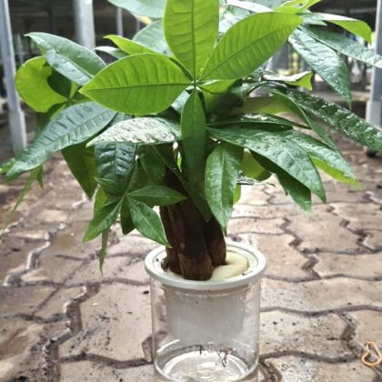 Pachira Money Plant Tree (watering)