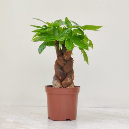 Pachira Plant 12 cm pot