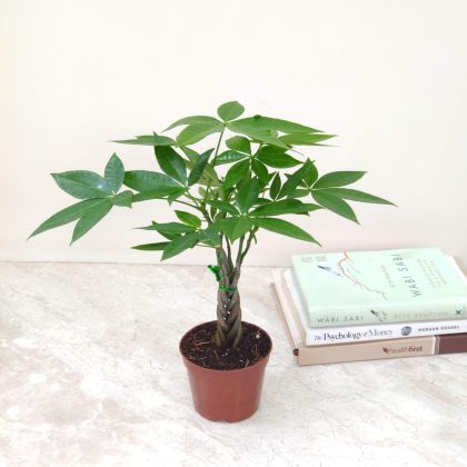 Pachira Plants 10 cm pot