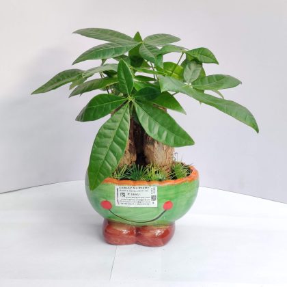 Pachira money Tree Plant