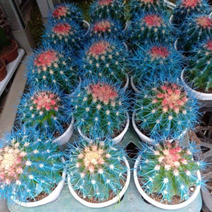 Painted Non-Grafted Blue Cactus 10 cm pot