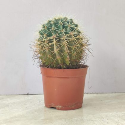 Painted Non-Grafted Orange Cactus 10 cm pot