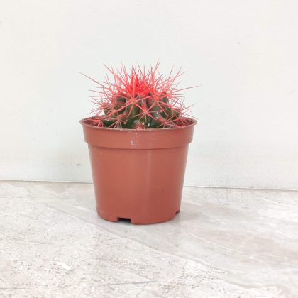 Painted Non-Grafted Red Cactus 8.5 cm pot