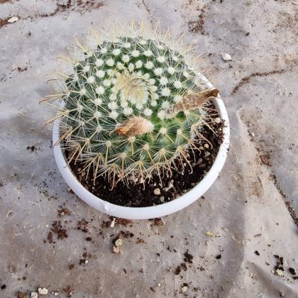 Parodia Chrysacanthion 7 cm pot