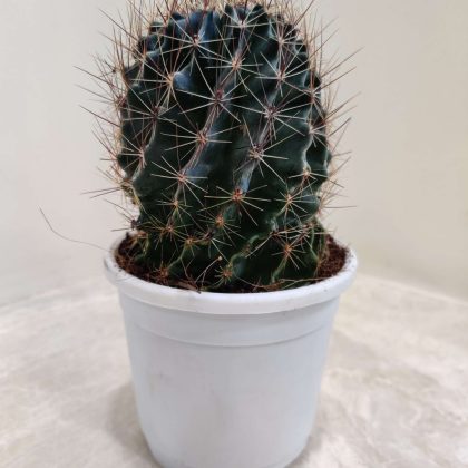 Parodia Magnifica 'Variegata' 10 cm pot