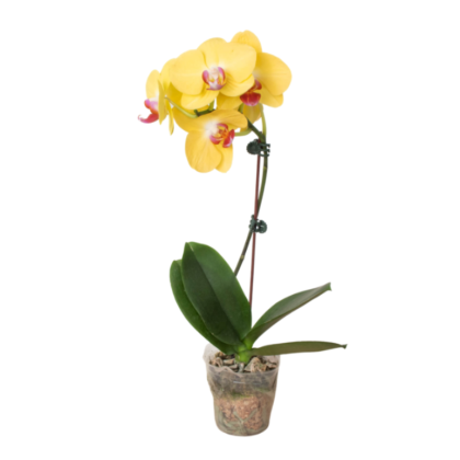 Phalaenopsis Orhicd 8.5 cm pot