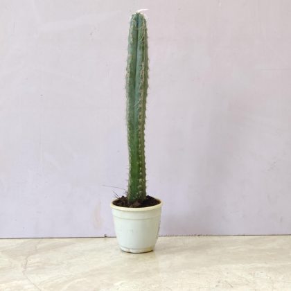 Pilosocereus Glaucescens 7 cm pot