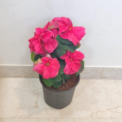 Poinsettia Fireboll Plant 15 cm pot