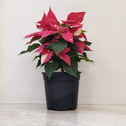 Poinsettia Glitter Plant 15 cm pot
