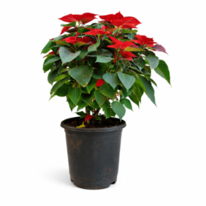 Poinsettia Red (Euphorbia pulcherrima) 15 cm pot