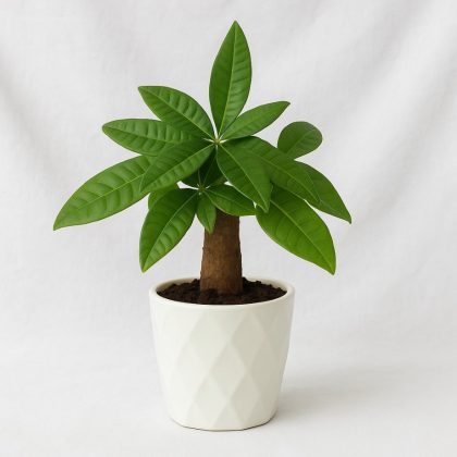 Real Pachira Aquatica Money Tree 8.5 cm pot