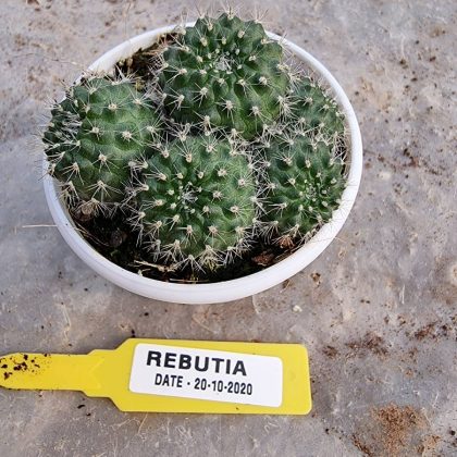 Rebutia 7 cm Pot