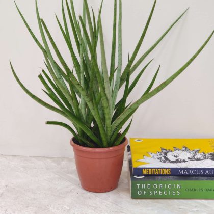 Sansevieria Bacularis 'Mikado' 10 cm pot