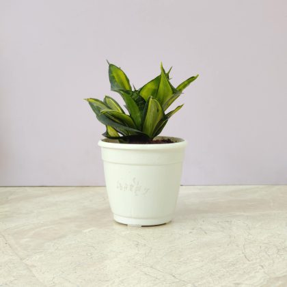 Sansevieria 'Bird's Nest' Plant 12 cm pot