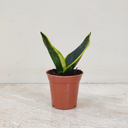 Sansevieria Black Gold 5.5 cm pot