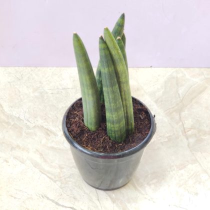 Sansevieria 'Boncel' 12 cm pot