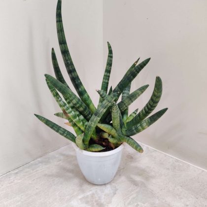 Sansevieria 'Boncel' 8.5 cm pot