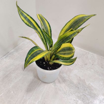 Sansevieria 'Crooked' 10 cm pot