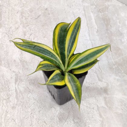 Sansevieria 'Crooked' 8.5 cm pot