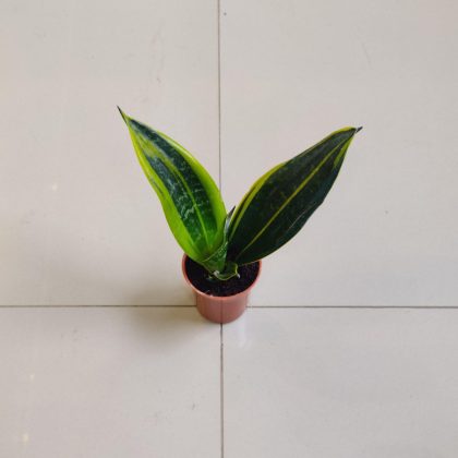 Sansevieria 'Golden Flame' 5.5 cm pot