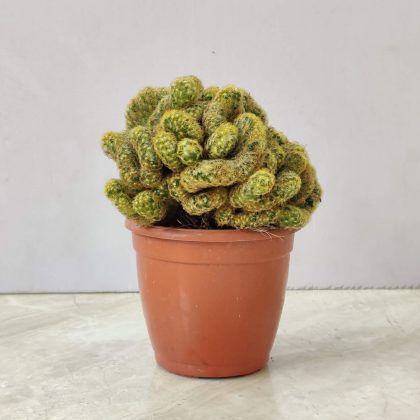 Small Peyote Cactus 8.5 cm pot