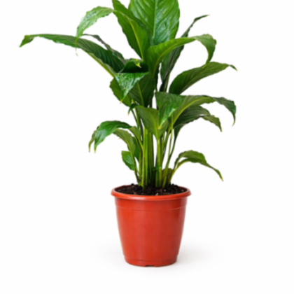 Spathiphyllum 12 cm pot