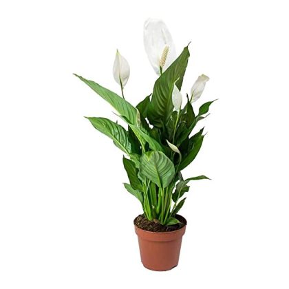 Spathiphyllum 12 cm pot.002
