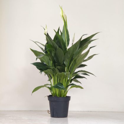 Spathiphyllum Crown 12 cm pot