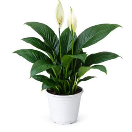 Spathiphyllum 'Crown' 12 cm pot