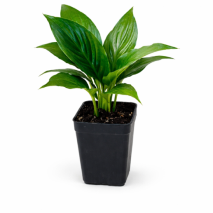 Spathiphyllum 'Crown' 8.5 cm pot