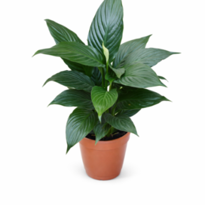 Spathiphyllum Crown Plant 14.5 cm pot