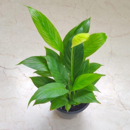 Spathiphyllum Green Plant 12 cm pot